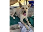 Adopt Marshall a Tan/Yellow/Fawn Labrador Retriever / Mixed dog in Yreka