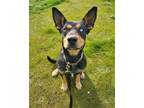 Adopt Jess a Black - with Tan, Yellow or Fawn Australian Kelpie / Mixed dog in