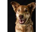 Adopt Sienna a Red/Golden/Orange/Chestnut Husky / Mixed dog in Yreka