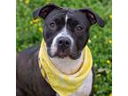 Adopt Nipsy a American Pit Bull Terrier / Mixed dog in Des Moines, IA (41435490)