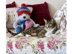 Adopt Cooper a Brown Tabby Domestic Shorthair / Mixed (short coat) cat in