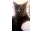 Adopt Milo a All Black Bombay / Mixed (short coat) cat in Houston, TX (41111344)