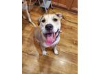 Adopt Molly a Tan/Yellow/Fawn - with White Mutt / Mixed dog in Menifee
