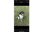Adopt Harmony a Black - with White German Shorthaired Pointer / Mixed dog in