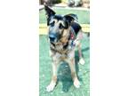 Adopt Sheldon a Brown/Chocolate German Shepherd Dog / Mixed Breed (Medium) /