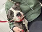Adopt Bob a Brindle American Pit Bull Terrier / Mixed Breed (Medium) / Mixed