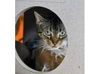 Adopt Sea Lettuce a Brown Tabby Domestic Shorthair / Mixed Breed (Medium) /