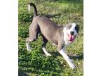 Adopt Bubblegum a White Mixed Breed (Small) / Mixed Breed (Medium) / Mixed
