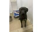 Adopt Honey a Black Labrador Retriever / Mixed Breed (Medium) / Mixed (short