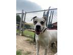 Adopt Kia a White Pointer / Australian Shepherd / Mixed (short coat) dog in San