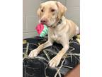 Adopt Kato a Tan/Yellow/Fawn Labrador Retriever / Mixed Breed (Medium) / Mixed