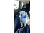 Adopt Ali a White - with Tan, Yellow or Fawn Mutt / Mixed dog in Corona