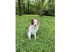 Adopt Arlo a Brown/Chocolate - with White Australian Shepherd / Mixed dog in