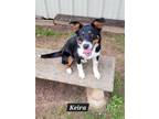 Adopt Keira a Australian Shepherd / Mixed dog in Granbury, TX (41434947)