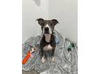 Adopt Shelly a American Pit Bull Terrier / Mixed dog in LaBelle, FL (41302675)