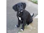 Adopt Piper/ADOPTED a Black - with White Springer Spaniel / Mixed Breed (Medium)