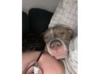 Adopt Piglet a Red/Golden/Orange/Chestnut American Pit Bull Terrier / Mixed dog