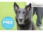 Adopt Oscar a German Shepherd Dog / Mixed dog in Chestertown, MD (40961025)