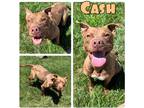 Adopt Cash a American Staffordshire Terrier / Mixed dog in Pierceton