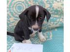 Adopt Janice a Black - with White Border Collie / Mixed dog in Harrisonburg