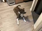 Adopt King a Brindle - with White Mutt / Mixed dog in Rockville, MD (41394119)