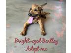 Adopt Bentley a Brown/Chocolate - with Black Schiller Hound / Plott Hound /