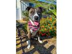 Adopt Rucca a Brindle - with White Staffordshire Bull Terrier / German Shepherd