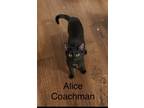 Adopt Alice a Bombay / Mixed (short coat) cat in Lewisville, TX (41349591)