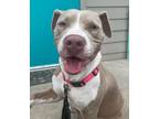 Adopt Goldberry a Tan/Yellow/Fawn - with White Pit Bull Terrier / Mixed dog in