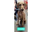 Adopt Tortellini-Sponsored a Affenpinscher / Mixed dog in Richmond