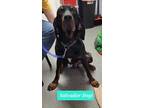 Adopt Salvador Dogi a Black and Tan Coonhound / Mixed dog in Richmond