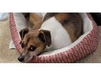 Adopt Bayron - Sweet Older Friend a Jack Russell Terrier / Mixed dog in Seattle