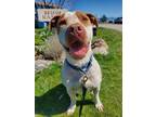Adopt Reebok a Cattle Dog / American Staffordshire Terrier / Mixed dog in Yreka
