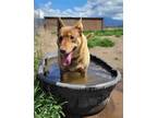 Adopt Charro a Brown/Chocolate - with Tan Australian Kelpie / Shepherd (Unknown