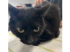 Adopt Boosie a All Black Domestic Shorthair / Mixed Breed (Medium) / Mixed