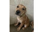 Adopt Kade a Red/Golden/Orange/Chestnut Black Mouth Cur / Mixed Breed (Medium) /