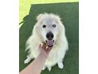 Adopt Lobo a White Alaskan Malamute / Mixed Breed (Medium) / Mixed (short coat)
