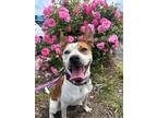 Adopt Dolly - In Foster a Australian Cattle Dog / Mixed dog in Richmond