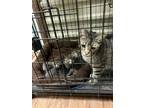 Adopt Rosemary a Gray, Blue or Silver Tabby Domestic Shorthair (short coat) cat