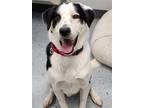 Adopt Boomer a White - with Black Pointer / Mixed dog in Greenville