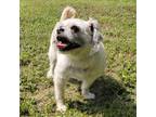 Adopt Twinkle a White Shih Tzu / Mixed Breed (Medium) / Mixed (short coat) dog