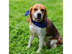 Adopt Mac a Brown/Chocolate Beagle / Mixed Breed (Medium) / Mixed (short coat)