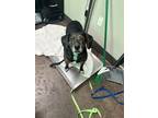 Adopt Scooter a Brindle Beagle / Mixed Breed (Medium) / Mixed (short coat) dog