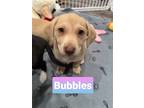 Adopt W pup - Bubbles a Terrier (Unknown Type, Medium) / Basset Hound / Mixed