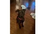 Adopt Hopper a Brindle Plott Hound / Black Mouth Cur / Mixed dog in Cypress