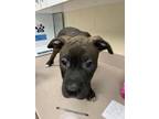 Adopt Diesel a Pit Bull Terrier / Staffordshire Bull Terrier / Mixed dog in