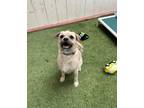 Adopt Bucket a Tan/Yellow/Fawn - with White Brussels Griffon / Mixed dog in