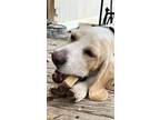 Adopt Snauage a Tan/Yellow/Fawn - with White Basset Hound / Beagle / Mixed dog