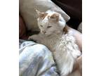 Adopt Megan a Orange or Red (Mostly) Maine Coon / Mixed (long coat) cat in