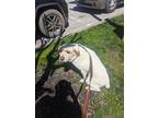 Adopt Bravo a White - with Brown or Chocolate Mountain Cur / Great Pyrenees /